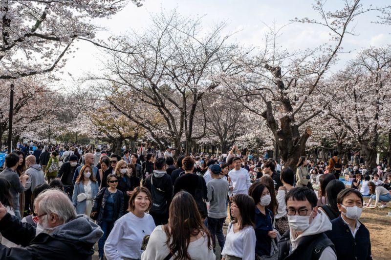 ▲在社交媒体上广泛传播的最近日本民众赏樱画面，可见不少人未佩戴口罩。图据《时代》杂志