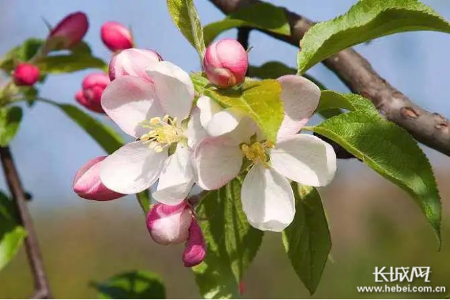 邢台浆水高中2020排名_刚刚!2020邢台高中招生政策出炉!