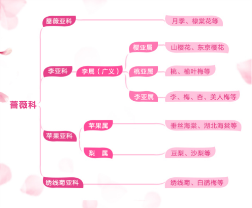 桃花 杏花 樱花 梨花 李花 海棠花 臣妾分不清啊 手机新浪网 桃花 杏花 樱花 梨花 李花 海棠花 臣妾分不清啊 手机新浪网