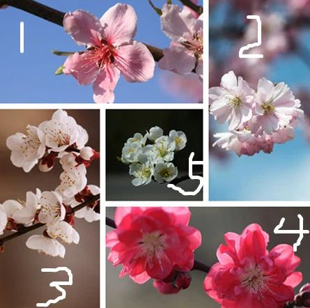 桃花 杏花 樱花 梨花 李花 海棠花 臣妾分不清啊 手机新浪网