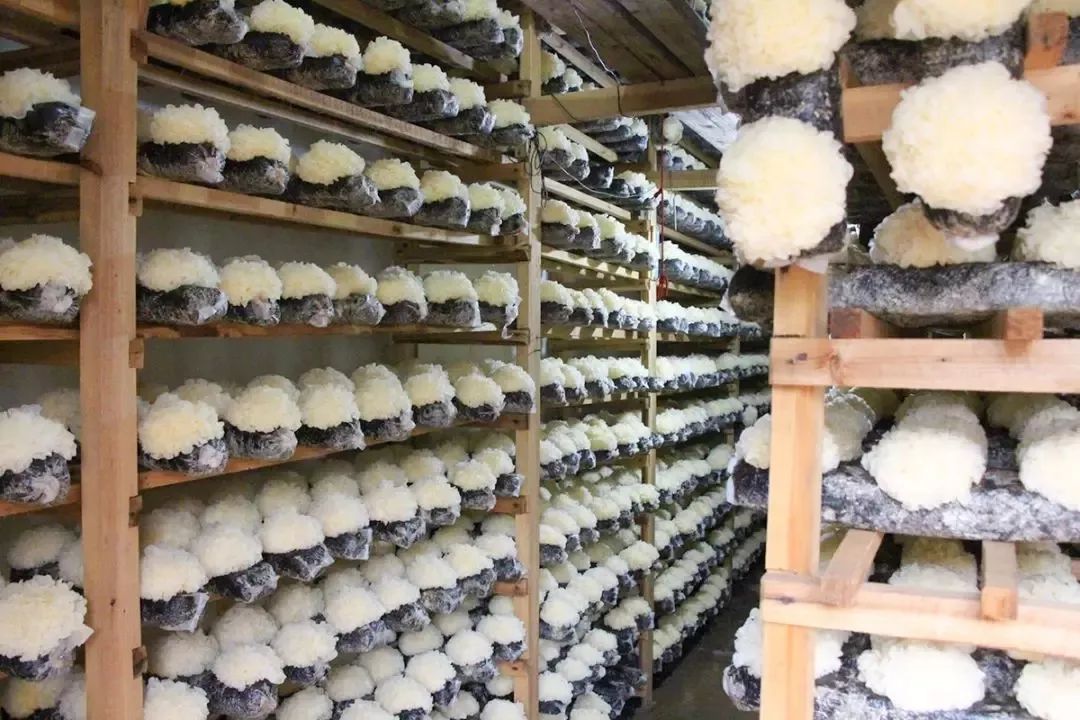 在群山环抱中的银耳菌房里,每一朵白白嫩嫩的鲜银耳,都是喝山泉水长大