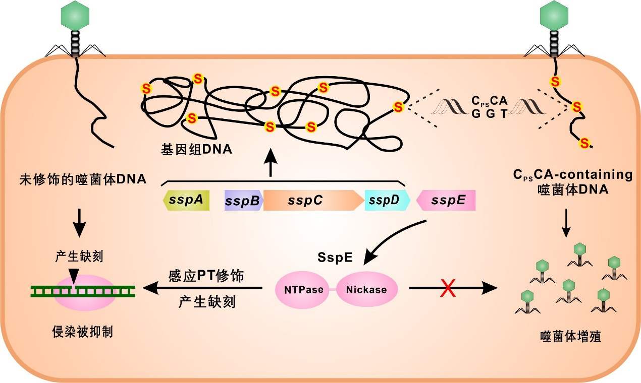 王连荣教授课题组细菌dna磷硫酰化研究取得重要突破|基因组_新浪新闻