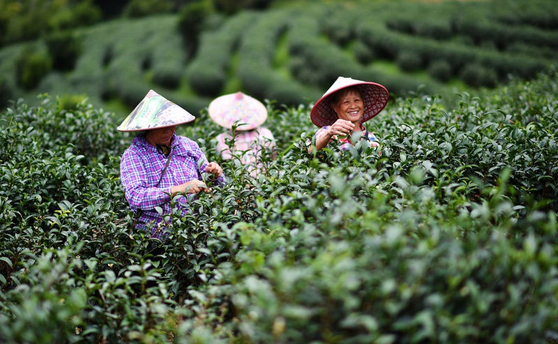 △海南省五指山市水满乡毛脑村贫困户王金花（右一）在五指山椰仙茶园采茶，她在2012年进入茶园工作，2016年脱贫（2018年11月15日摄）。截至2月29日，海南省5个国定贫困市县全部脱贫摘帽。