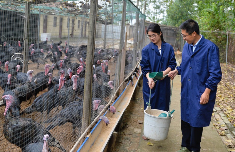 △在江苏省建湖县陈甲村，返乡创业的鲁曼（左）和丈夫在养殖基地喂养火鸡（2015年9月23日摄）。鲁曼和丈夫的返乡创业，带动陈甲村发生巨变。回首创业的经历，鲁曼直言：“奋斗是艰辛的，也是幸福的。”