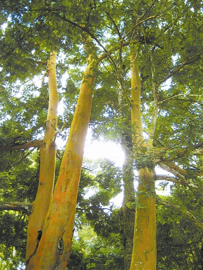 [树木传奇]海南粗榧:天然抗癌先锋