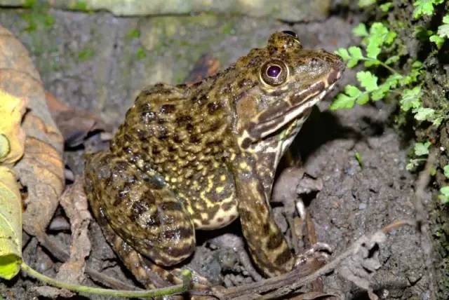 虎纹蛙,又称田鸡,水鸡   属国家二级重点保护野生动物