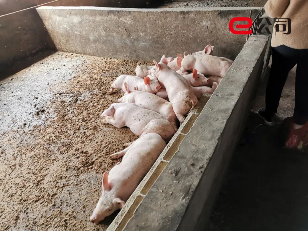 养殖户家的猪圈