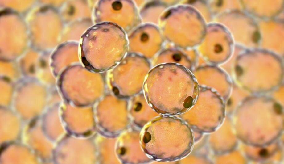 同样是白色脂肪细胞带来的有害影响却不相同