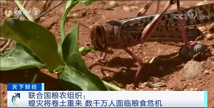 蝗灾影响人口_非洲蝗灾图片(2)
