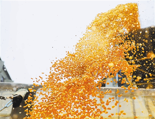 4月13日，在辽宁省鞍山市台安县新开河粮食储备库，玉米从传送带装载到货车上，运往粮食加工企业。 新华社记者 姚剑锋摄