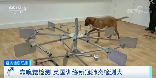 狗能嗅出新冠病毒 这个国家豪掷430万元 训练医疗检测犬 手机新浪网 狗能嗅出新冠病毒 这个国家豪掷430万元 训练医疗检测犬 手机新浪网
