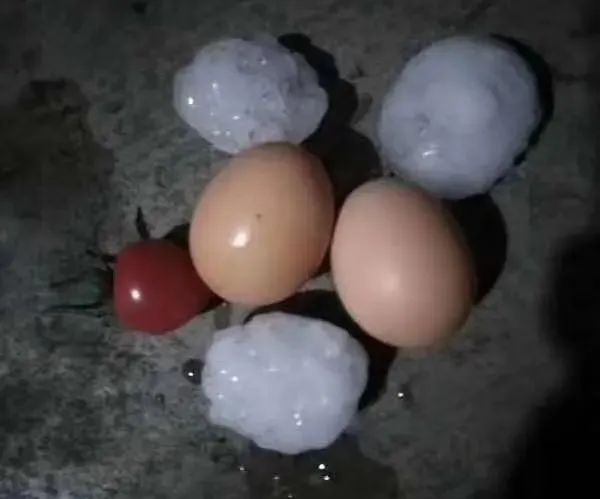 小麦还好吗山东河北多地下起了鸡蛋大的冰雹