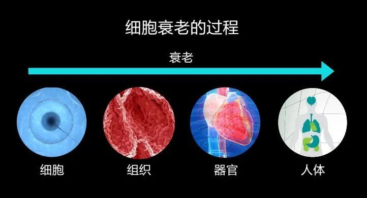 衰老,其实是一种疾病?_手机新浪网
