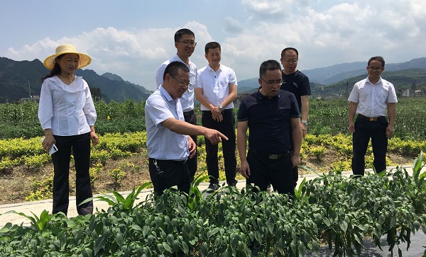 三都县委副书记罗红梅一行,到三都县大河镇查看早春辣椒长势情况