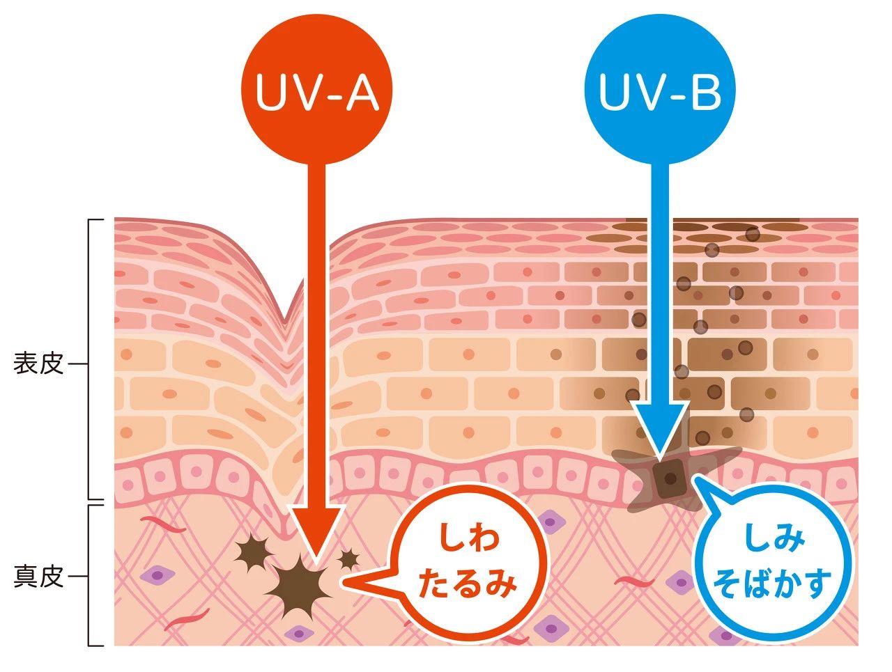 阳光中uva uvb对皮肤的伤害除了紫外线本身的照射危害,紫外线灯管在