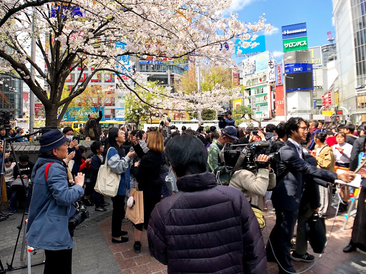 日本民众错过了今年的樱花季（涩谷经济新闻）
