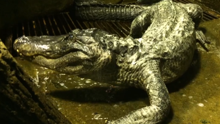 动物园)[海外网5月24日|战疫全时区]今日俄罗斯电视台23日报道称,一只