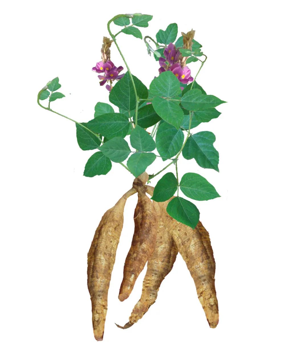 葛之覃兮施中谷根如白茹性平和