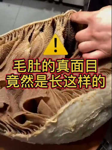 大开眼界万万没想到毛肚竟然长这样