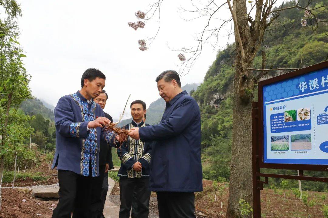 2019年4月15日，习近平在重庆华溪村考察特色经济作物带动村民脱贫的情况。新华社记者 鞠鹏 摄