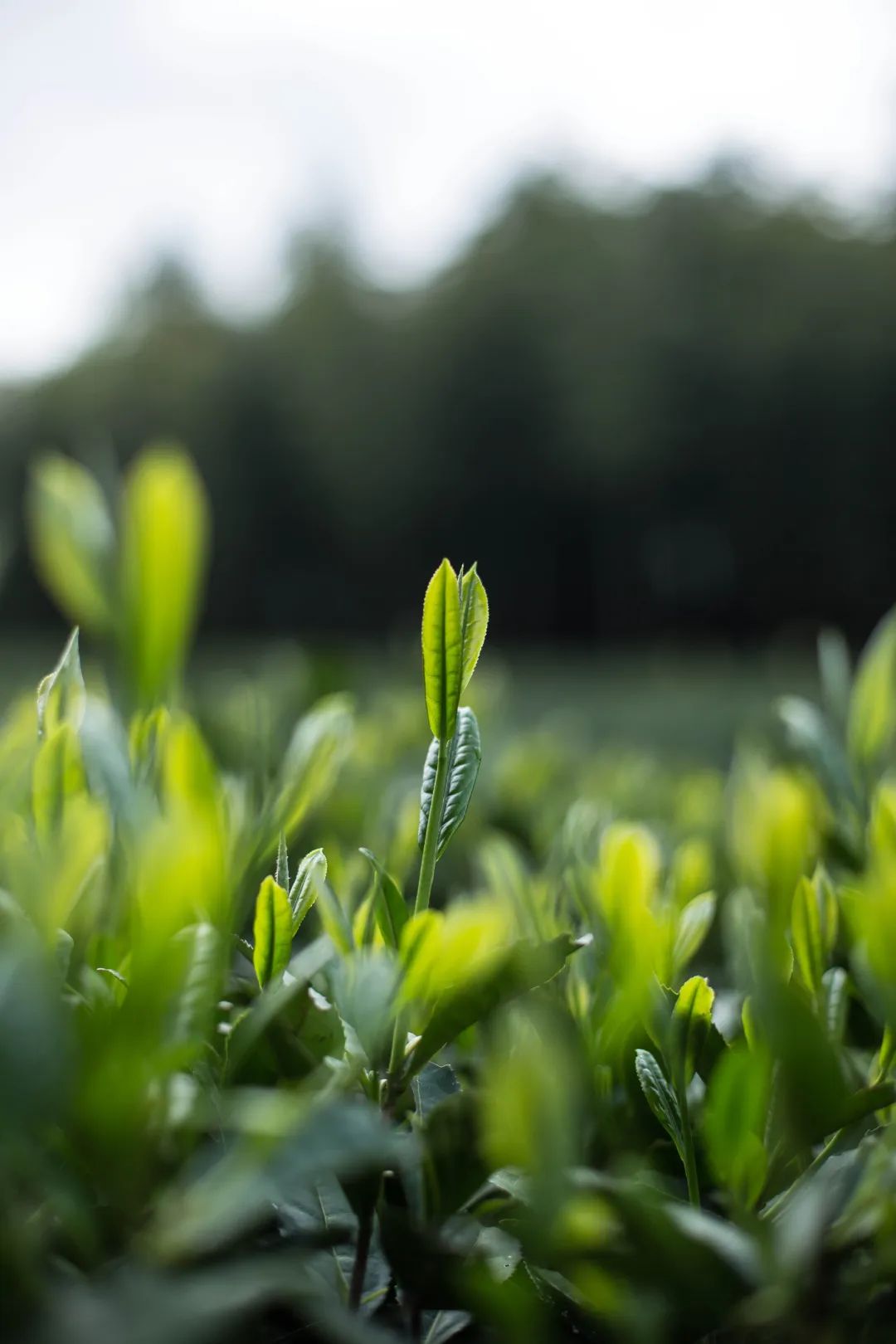 植物的故事在一株茶芽里寻到自然之气
