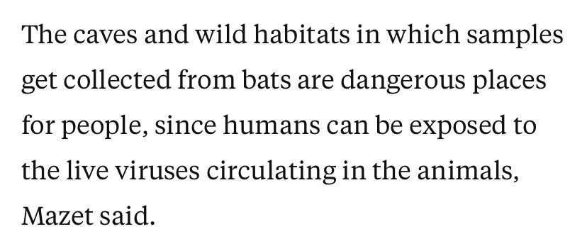  △马泽特说：“采集样本的洞穴和野外环境对人们来说是危险的地方，因为可能会接触到动物体内传播的活病毒。”
