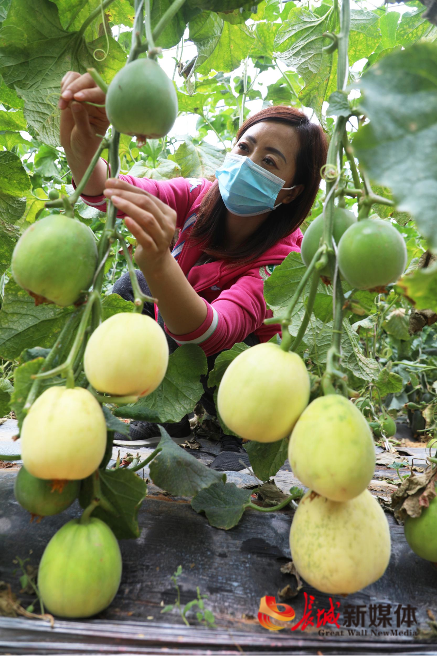 立夏时节农事忙