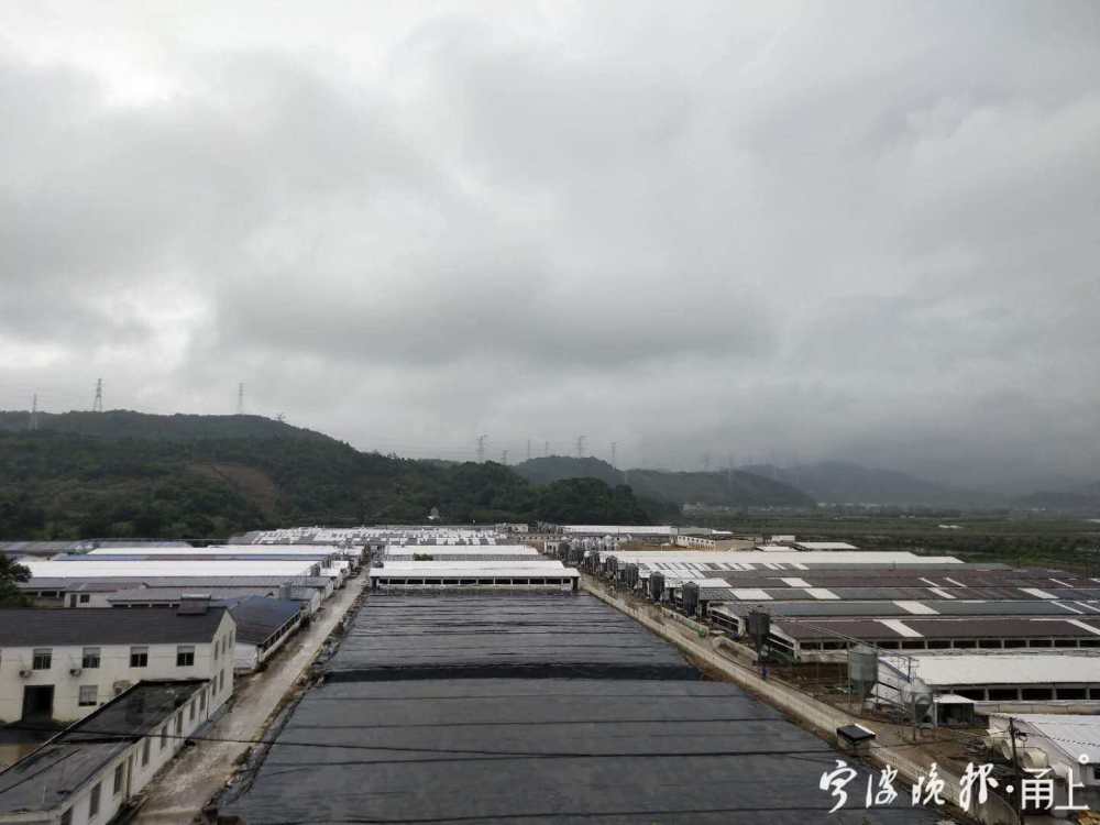 宁海农发牧业的养殖基地 采访对象供图