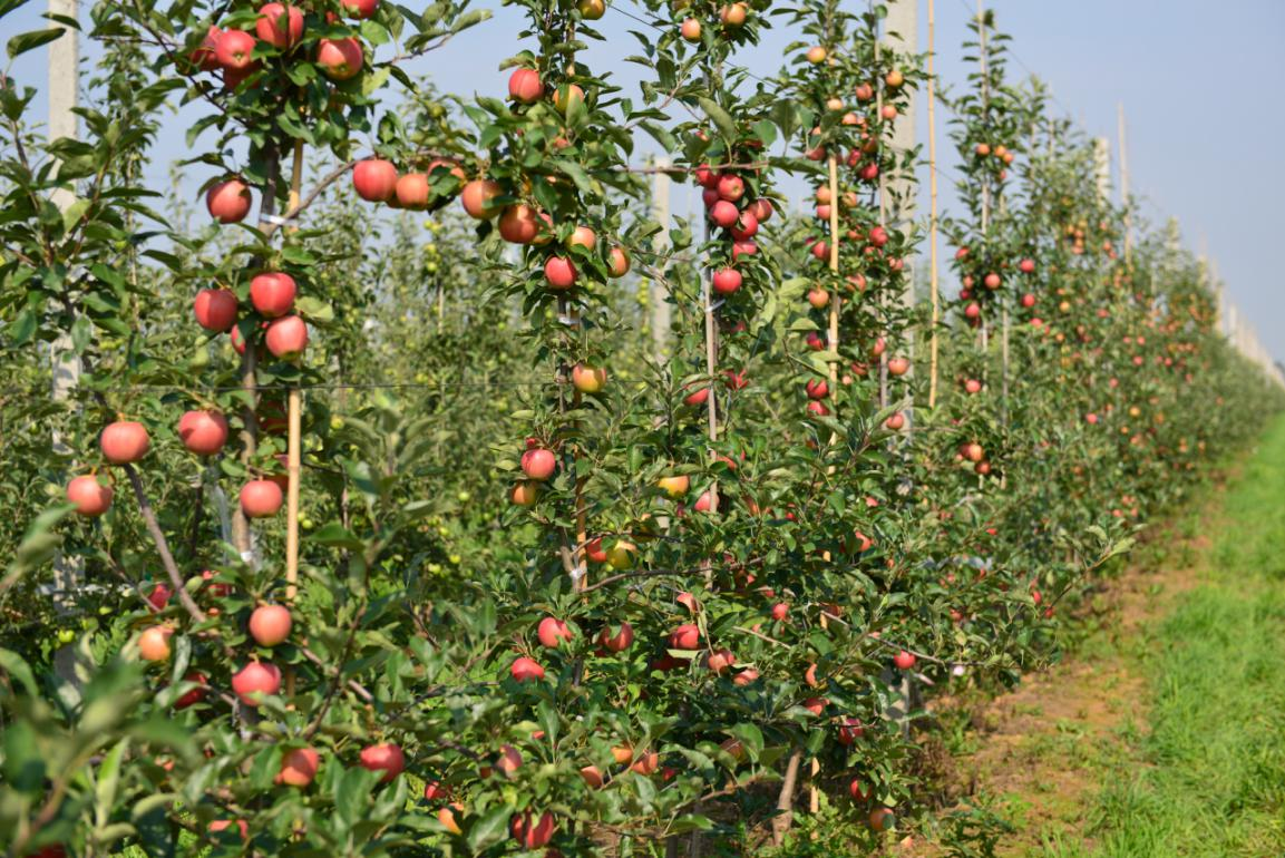 千阳南寨苹果小镇春耕忙集体经济渐壮大