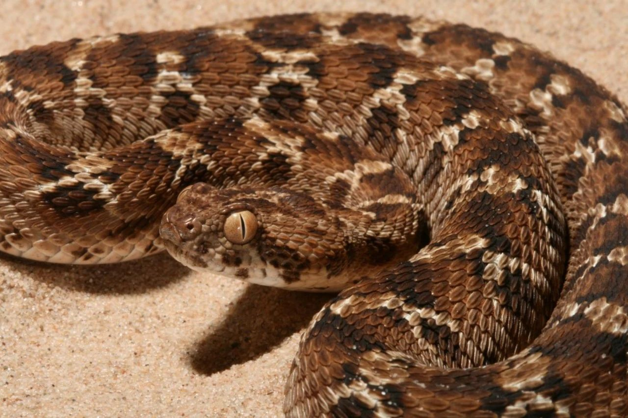 锯鳞蝰是毒性最强的蛇类之一(图片来源:dr wolfgang wüster)