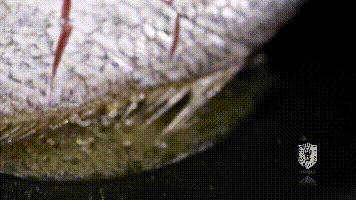 △煎鱼不破皮△