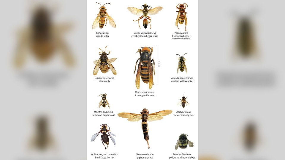 亚洲大黄蜂和其他几种昆虫的大小比较（华盛顿州农业部）