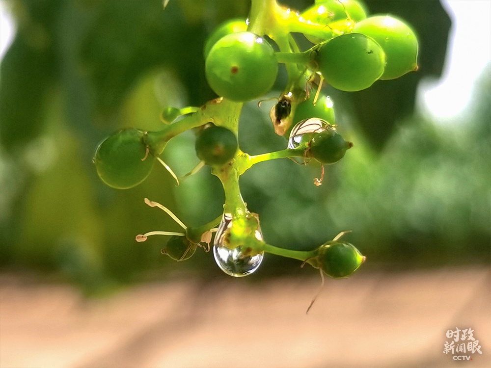  △当地的葡萄还未成熟，采摘通常集中在9、10月份。（总台央视记者杨波拍摄）