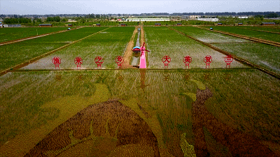  △稻田画让稻渔空间变身“网红景点”。（总台央视记者康晓宇、李浩男拍摄）