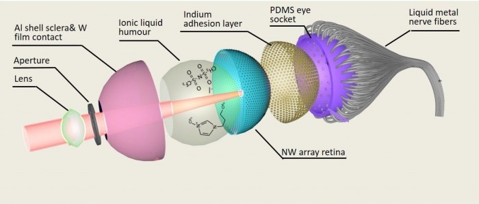 全球首个3d仿生眼或具有超常视觉和夜视能力 字节点击