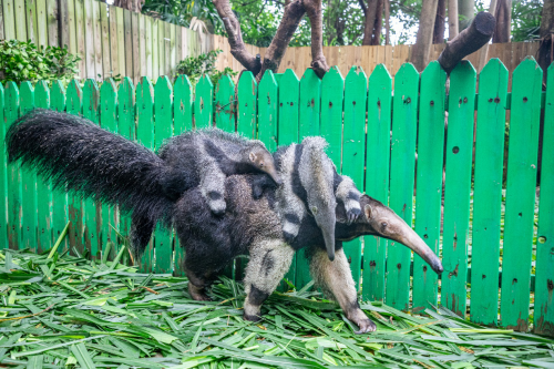 亚洲首例大食蚁兽双胞胎亮相!长隆再创繁育奇迹