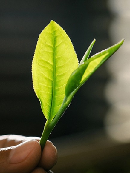 人生如茶云端蜜芽