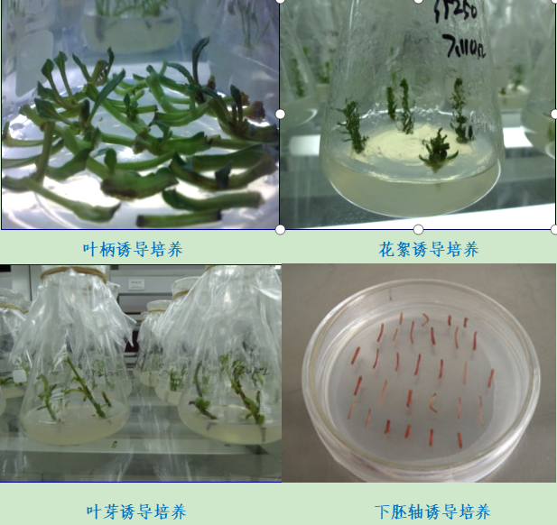 内蒙古科技重大专项甜菜生物技术育种体系研究与应用取得阶段性成果