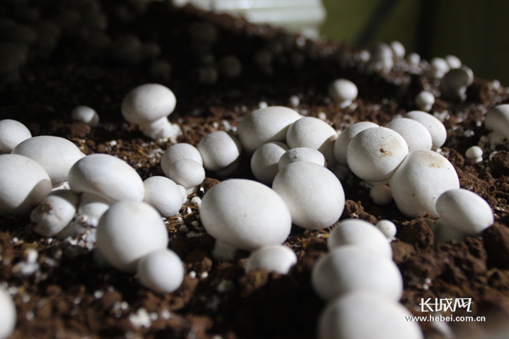 【抓"六稳"促"六保" 一线看落实】河北峰峰矿区:山坡丘陵间 菌菇飘香