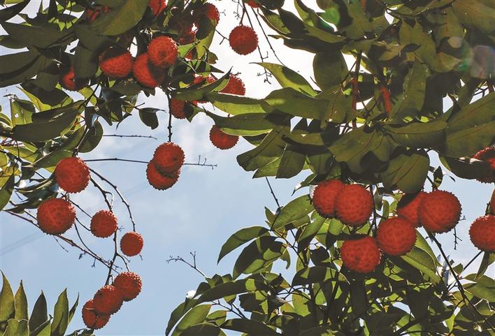 黄田荔枝即将上市