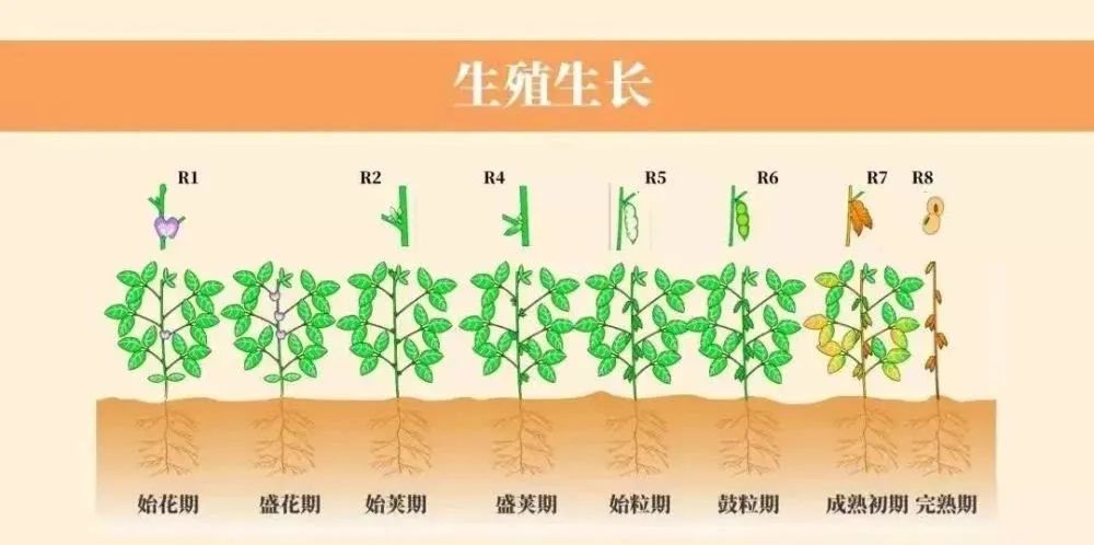 大豆的一生,高清图谱解析
