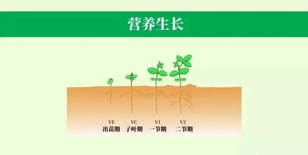 分别为:营养生长阶段,营养生长和生殖生长并进阶段和生殖生长阶段
