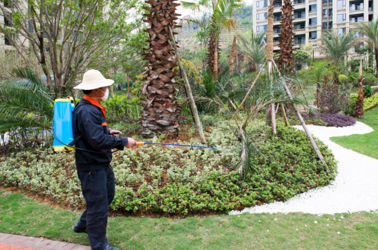 图:美城物业环境绿化服务每年夏季,都会有很多病虫害伴随着绿化苗木的