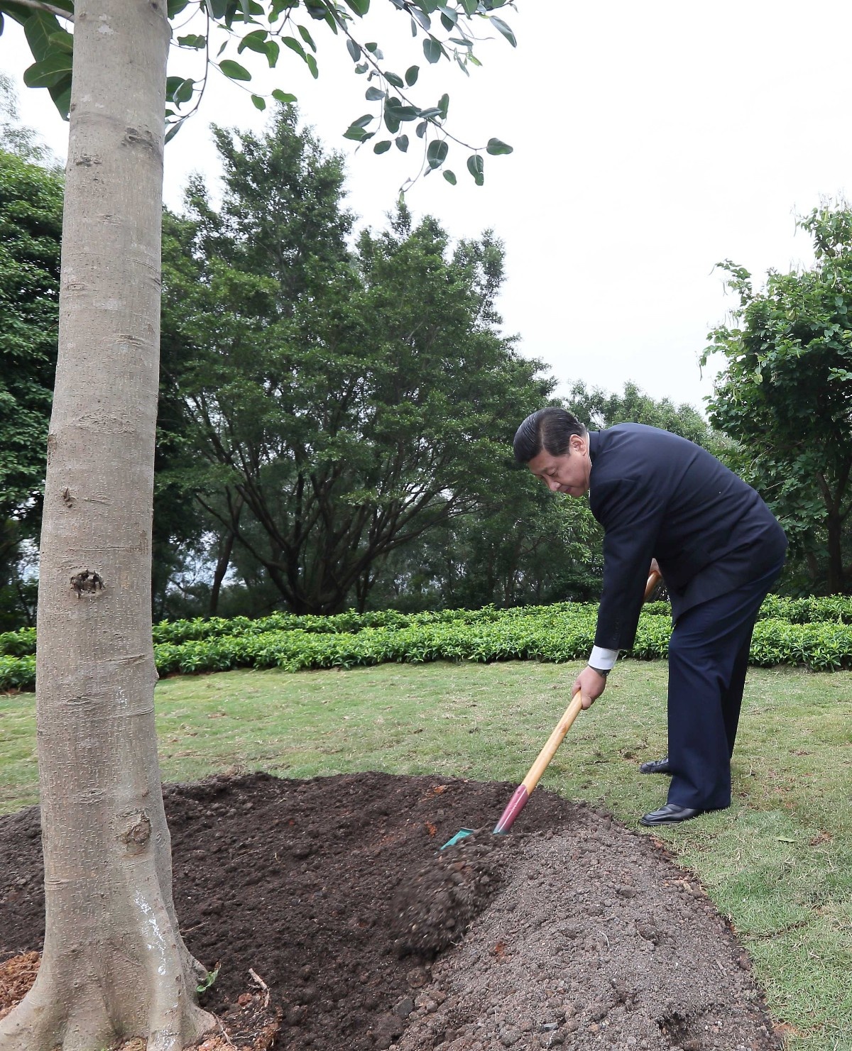 2012年12月7日至11日，习近平在广东省考察工作。这是习近平在深圳莲花山公园种下一棵高山榕树的情景。