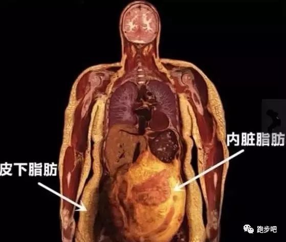 同样的体重,却不同的身材!脂肪和肌肉的差别竟这么大