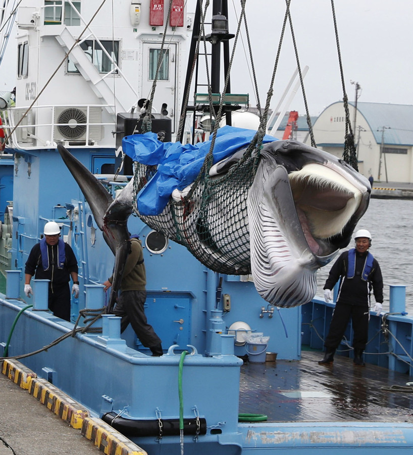 疫情期间日本捕捞鲸鱼卖不出去政府砸51亿日元支援