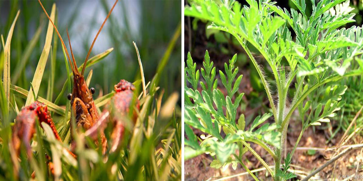 中国已发现660多种外来入侵物种