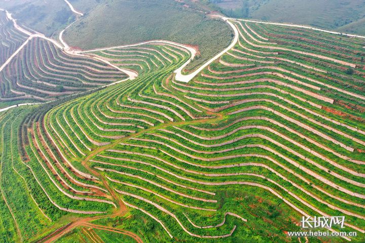 滦州鸡冠山荒山变成花果山