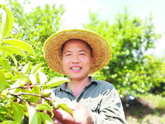 望谟县各沙村油茶种植大户张仕田查看茶树挂果情况  吴采丽摄