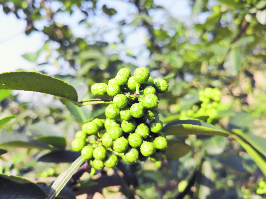 望谟县甘莱村千亩花椒种植示范基地的花椒树上硕果累累  吴采丽摄